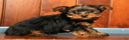 Yorkshire Terrier dogs for sale: Mason - Ad 3