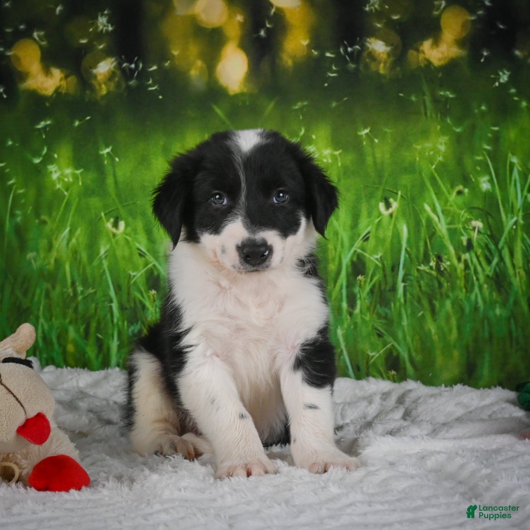 Border Collie dogs for sale: Jackson - Ad 1