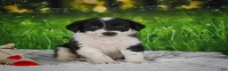 Border Collie dogs for sale: Jackson - Ad 1