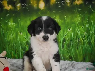 Border Collie dogs for sale: Jackson - Ad 1
