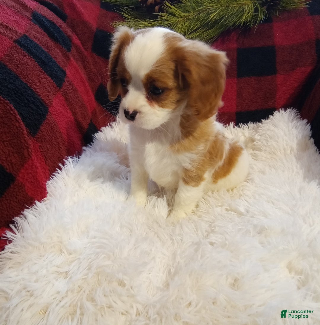 Cavalier King Charles Spaniel dogs for sale: Macy - Ad 12