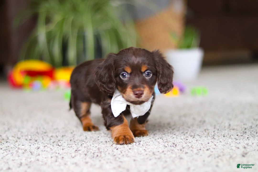 Miniature Dachshund dogs for sale: Zoey - Ad 5