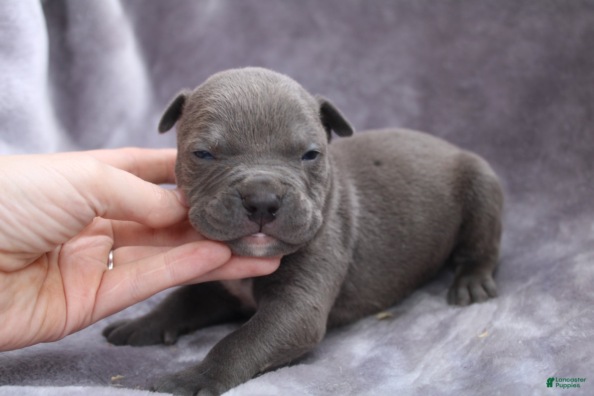 American Bully dogs Loki - Ad 2