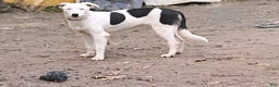 Border Collie dogs for sale: Dreami (Runt) - Ad 1