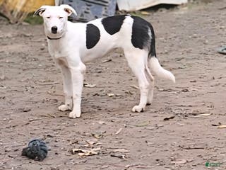 Border Collie dogs Dreami (Runt) - Ad 31