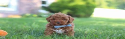 Cockapoo dogs for sale: Hunter - Ad 4