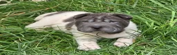 Shar Pei dogs for sale: Tina blue flower brush coat mini - Ad 4
