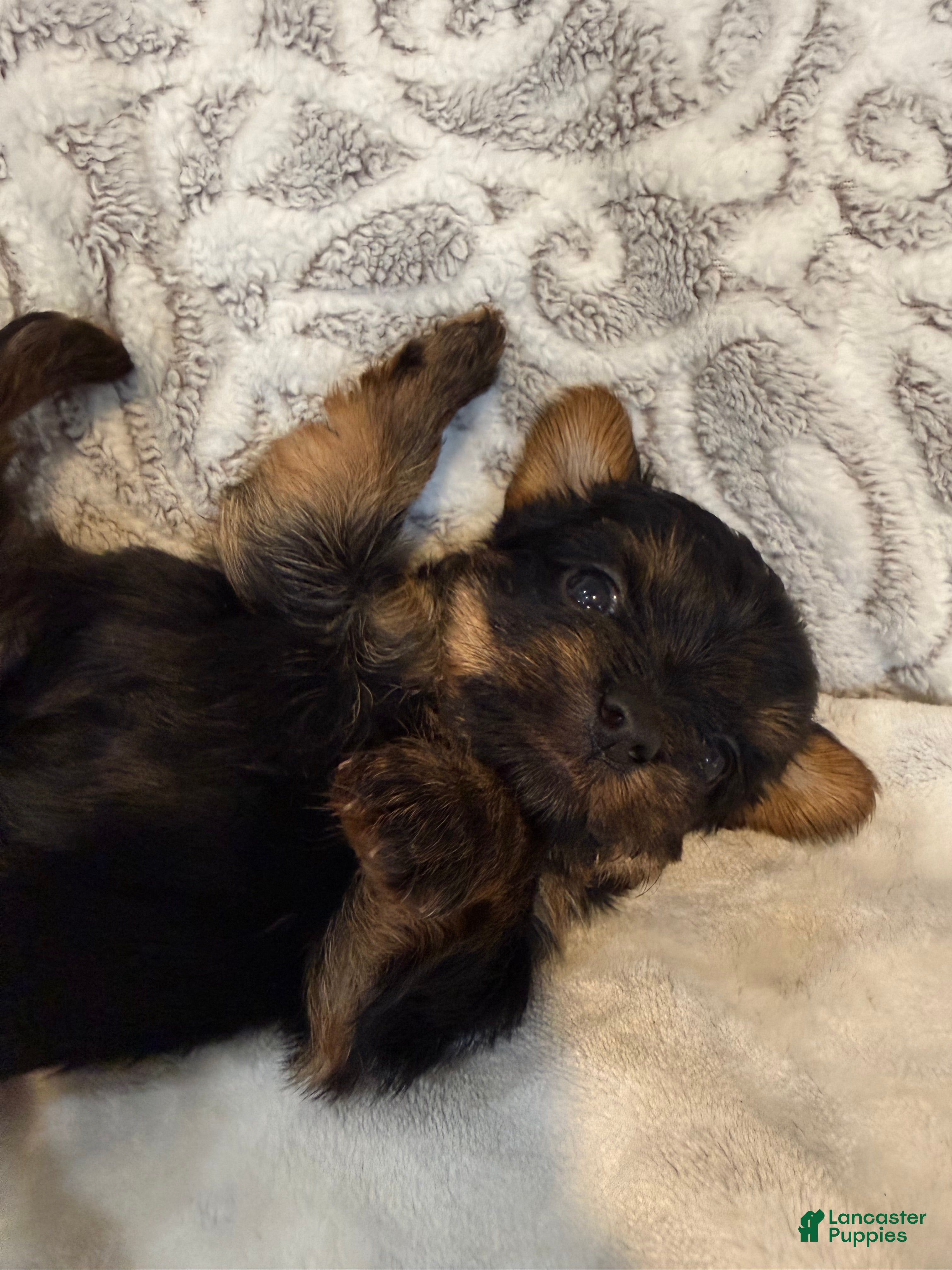Yorkshire Terrier dogs Ash - Ad 1