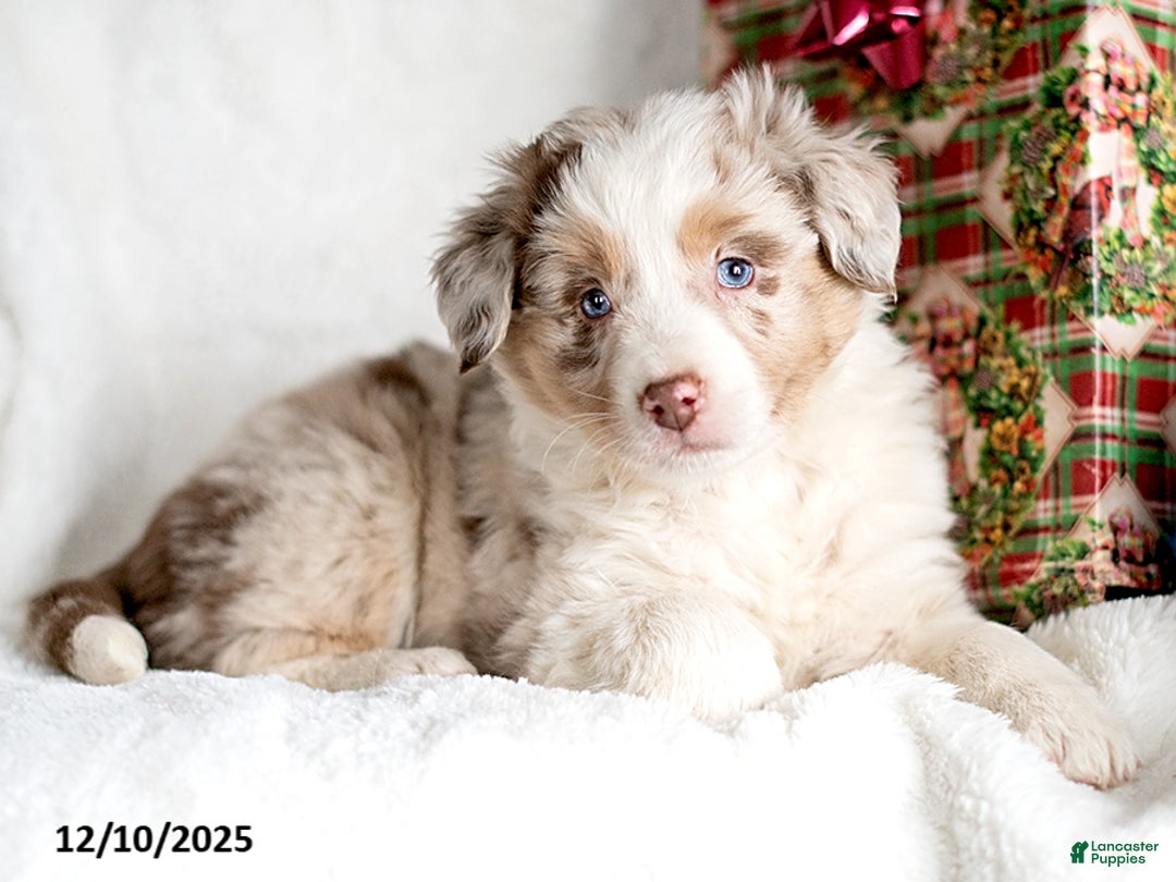 Mixed Breed dogs for sale: Zehnt - Ad 2