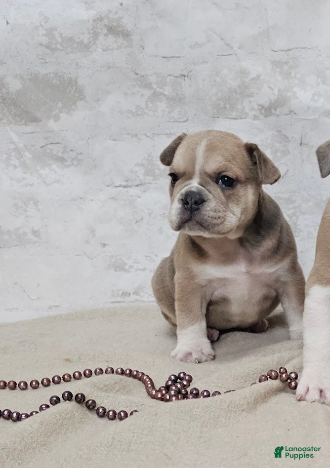 Mixed Breed dogs Mini Bulldog Blue-fawn Sable Girl - Ad 31