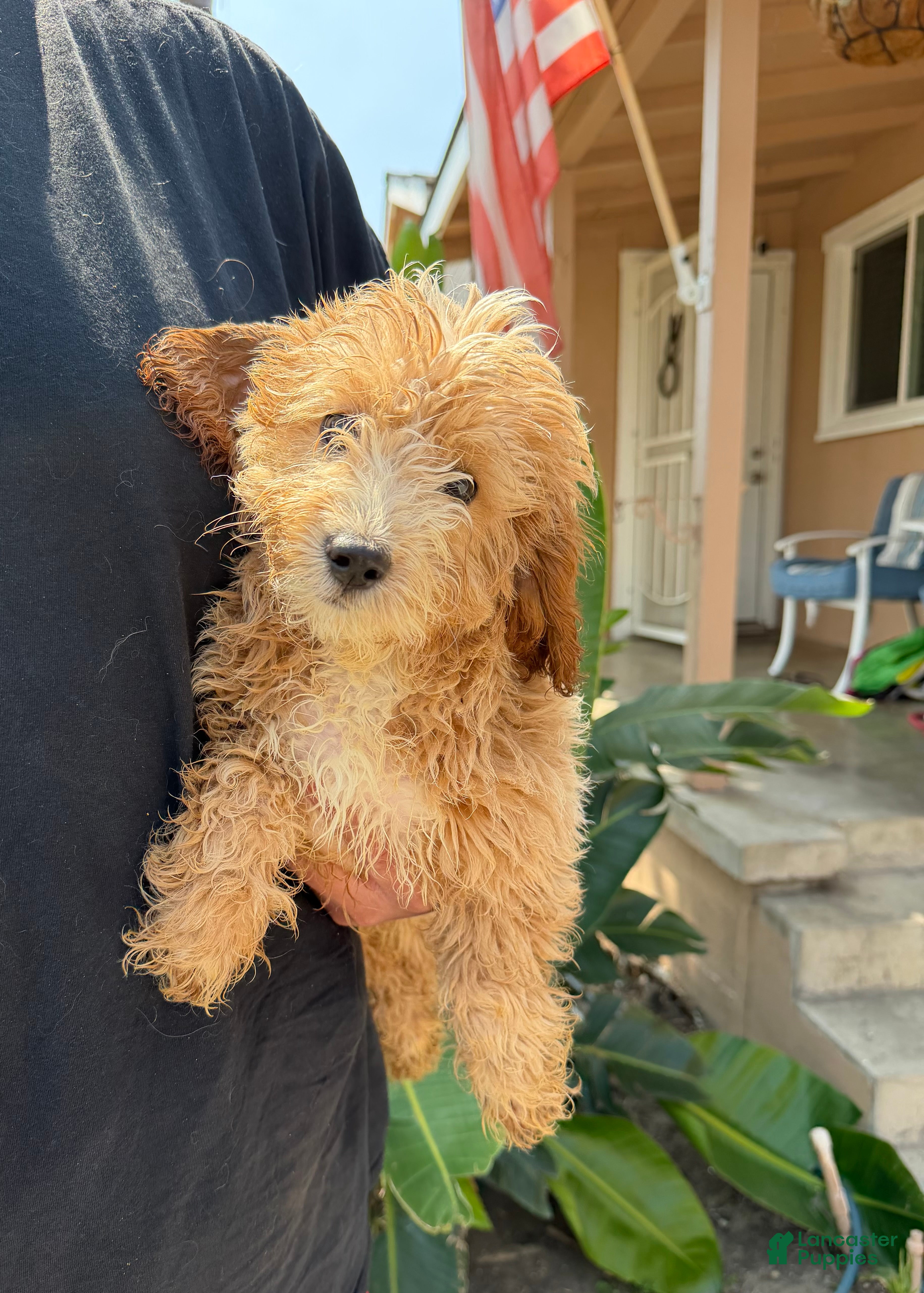 Cavapoo dogs Rosie - Ad 7