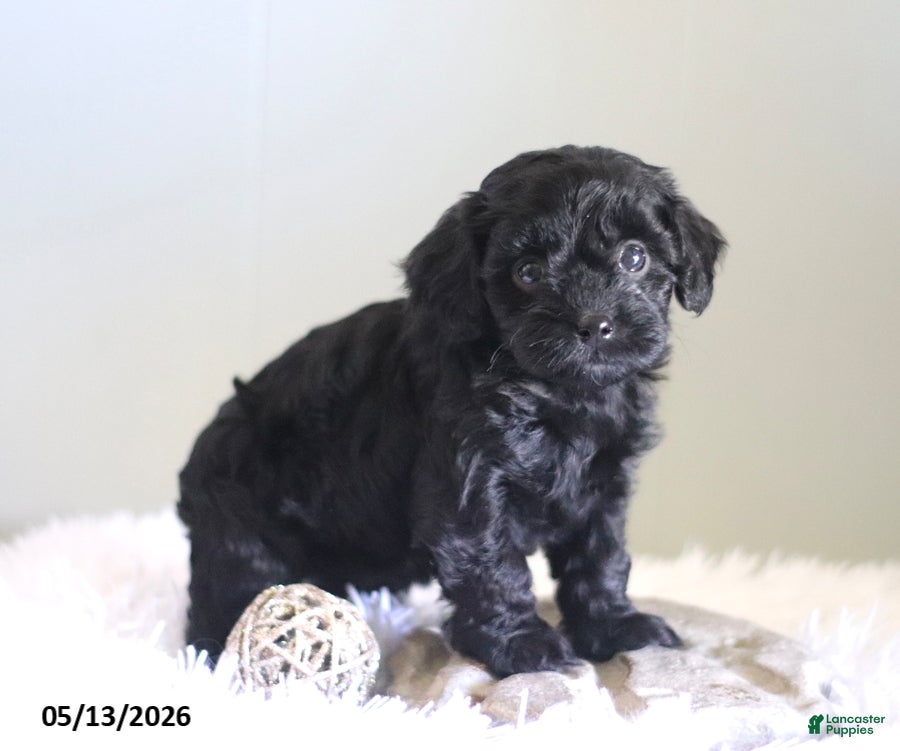 Cavapoo dogs Lady - Ad 1