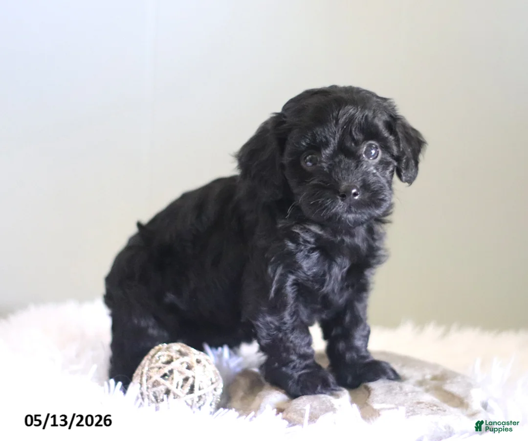 Cavapoo dogs for sale: Lady - Ad 1