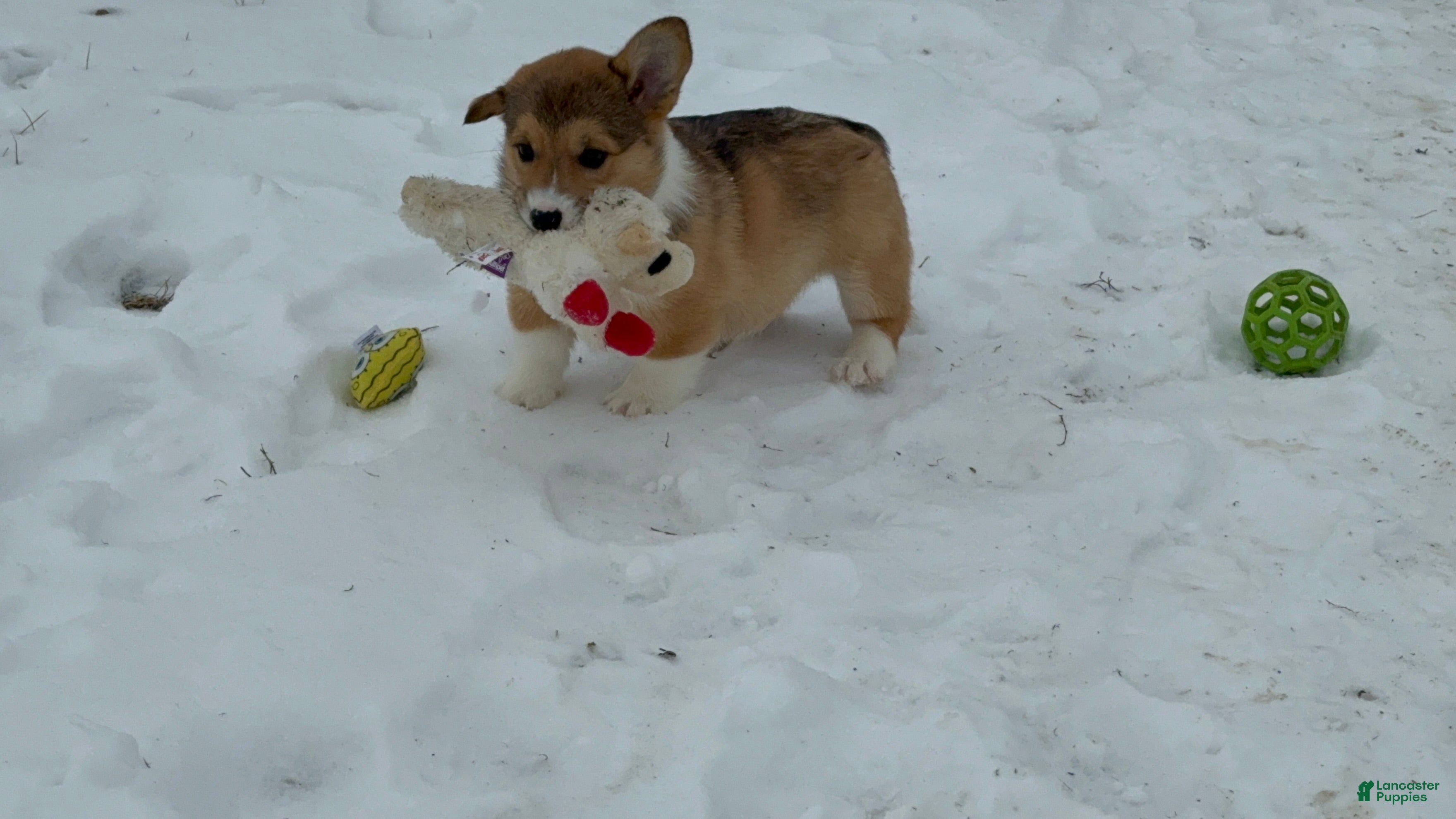 Welsh Corgi Pembroke dogs Kaden  - Ad 2