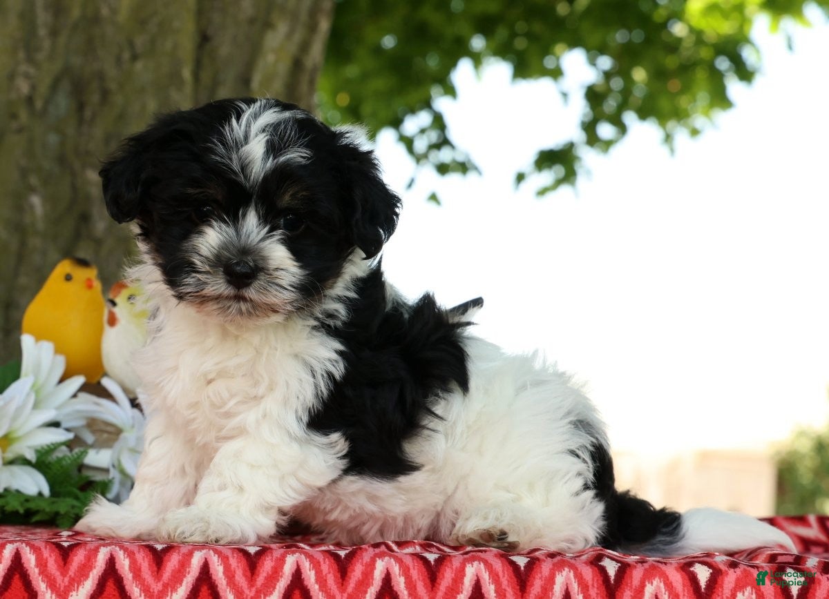 Havanese dogs Missy - Ad 2
