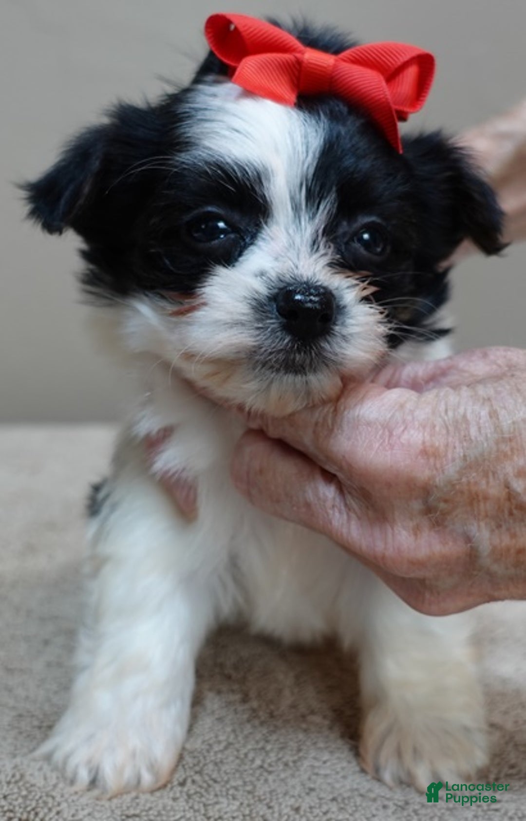 Yorkshire Terrier dogs for sale: Presley dob 10/13 - Ad 8