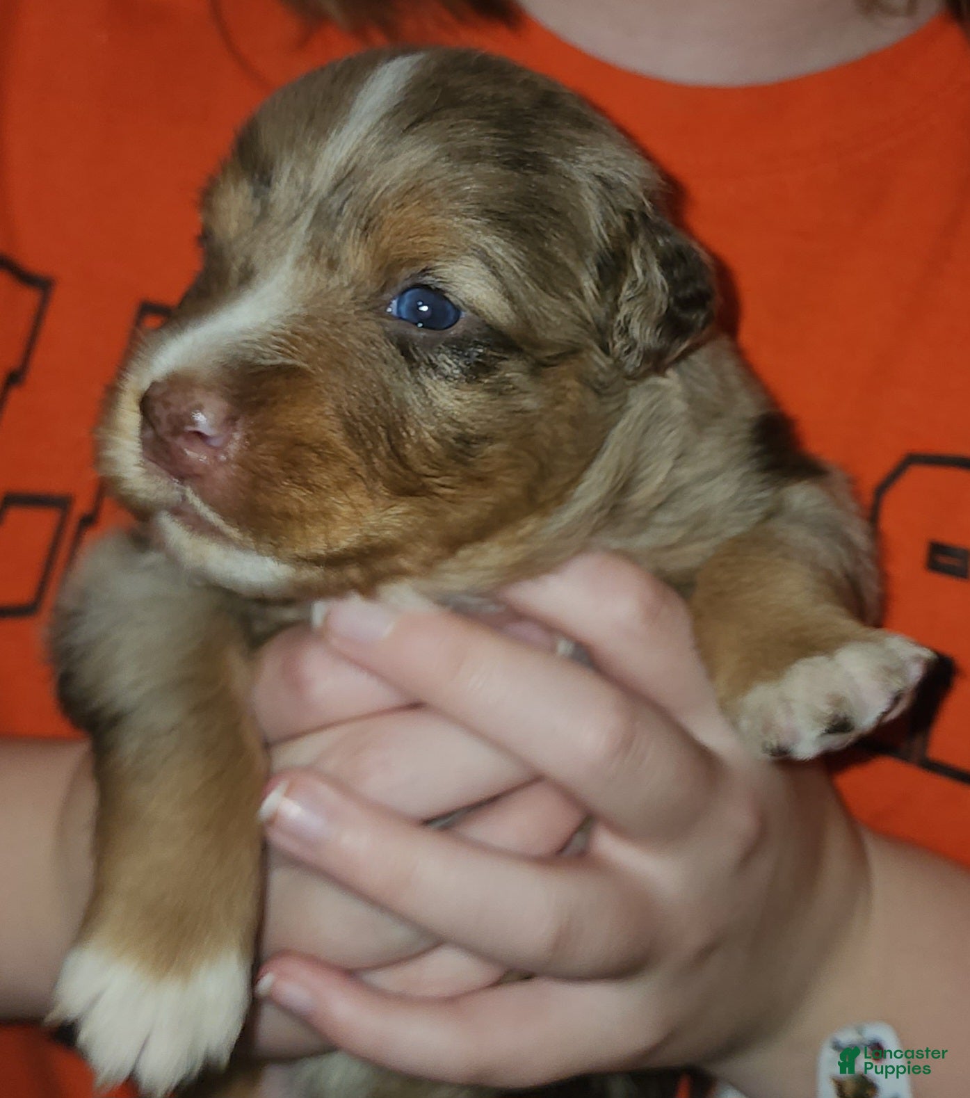 Australian Shepherd dogs Australian Shepherd Red Merle Male 1 - Ad 2