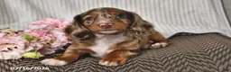 Miniature Dachshund dogs for sale: Kya - Ad 2
