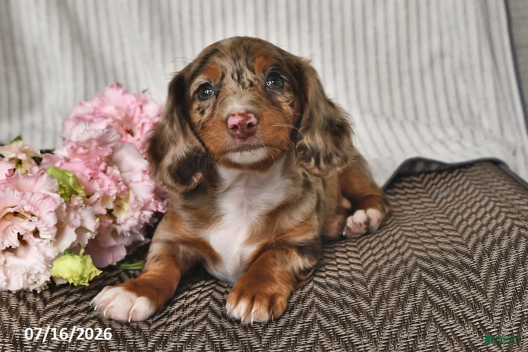 Miniature Dachshund dogs for sale: Kya - Ad 2