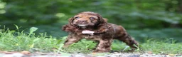 Cocker Spaniel dogs for sale: Sadie - Ad 4