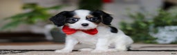 Cavalier King Charles Spaniel dogs for sale: Ziggy - Ad 2