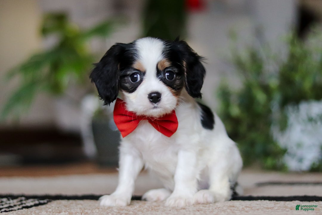 Cavalier King Charles Spaniel dogs for sale: Ziggy - Ad 2