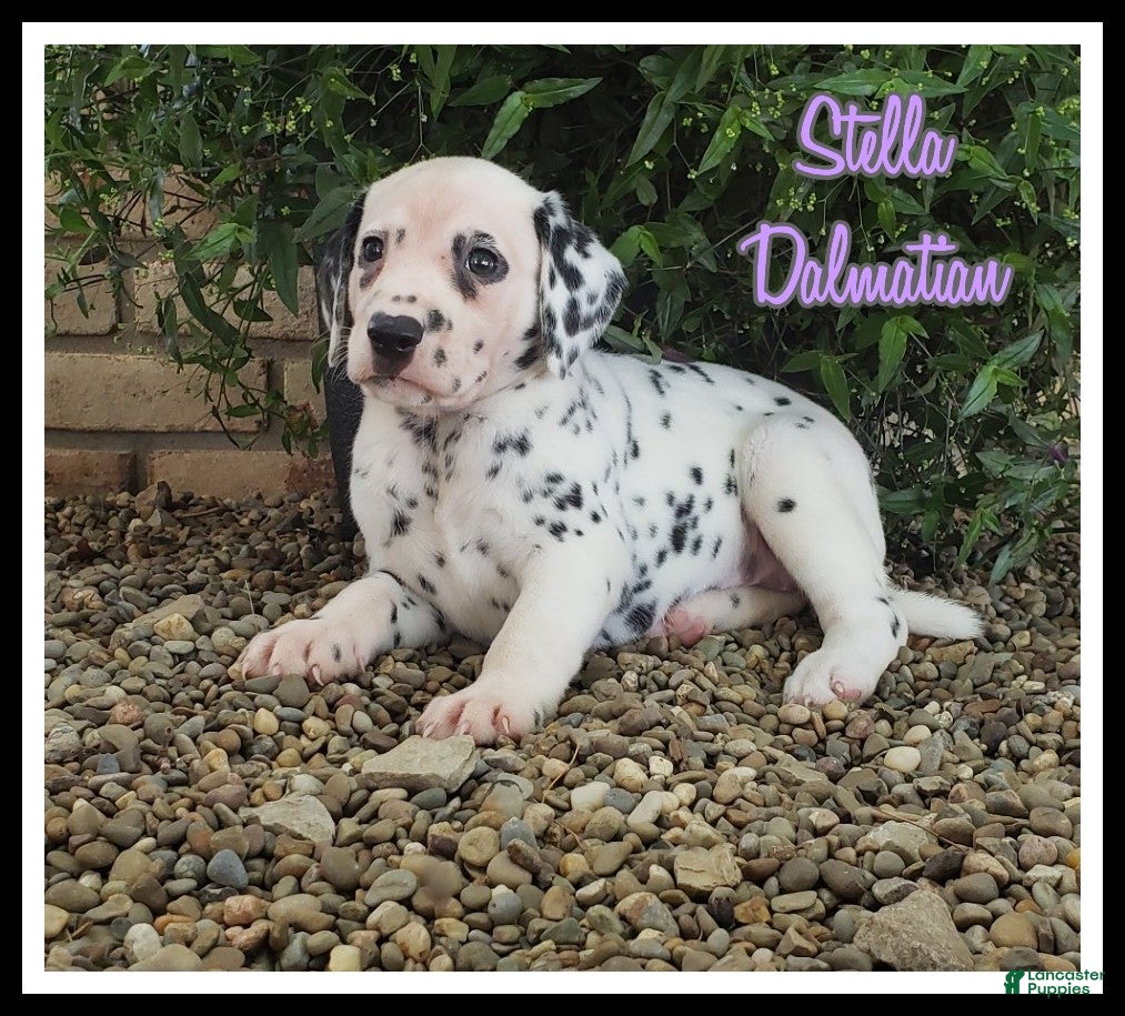 Dalmatian dogs Stella - Ad 1