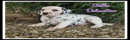 Dalmatian dogs for sale: Stella - Ad 1