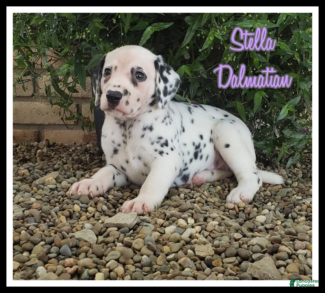 Dalmatian dogs for sale: Stella - Ad 1