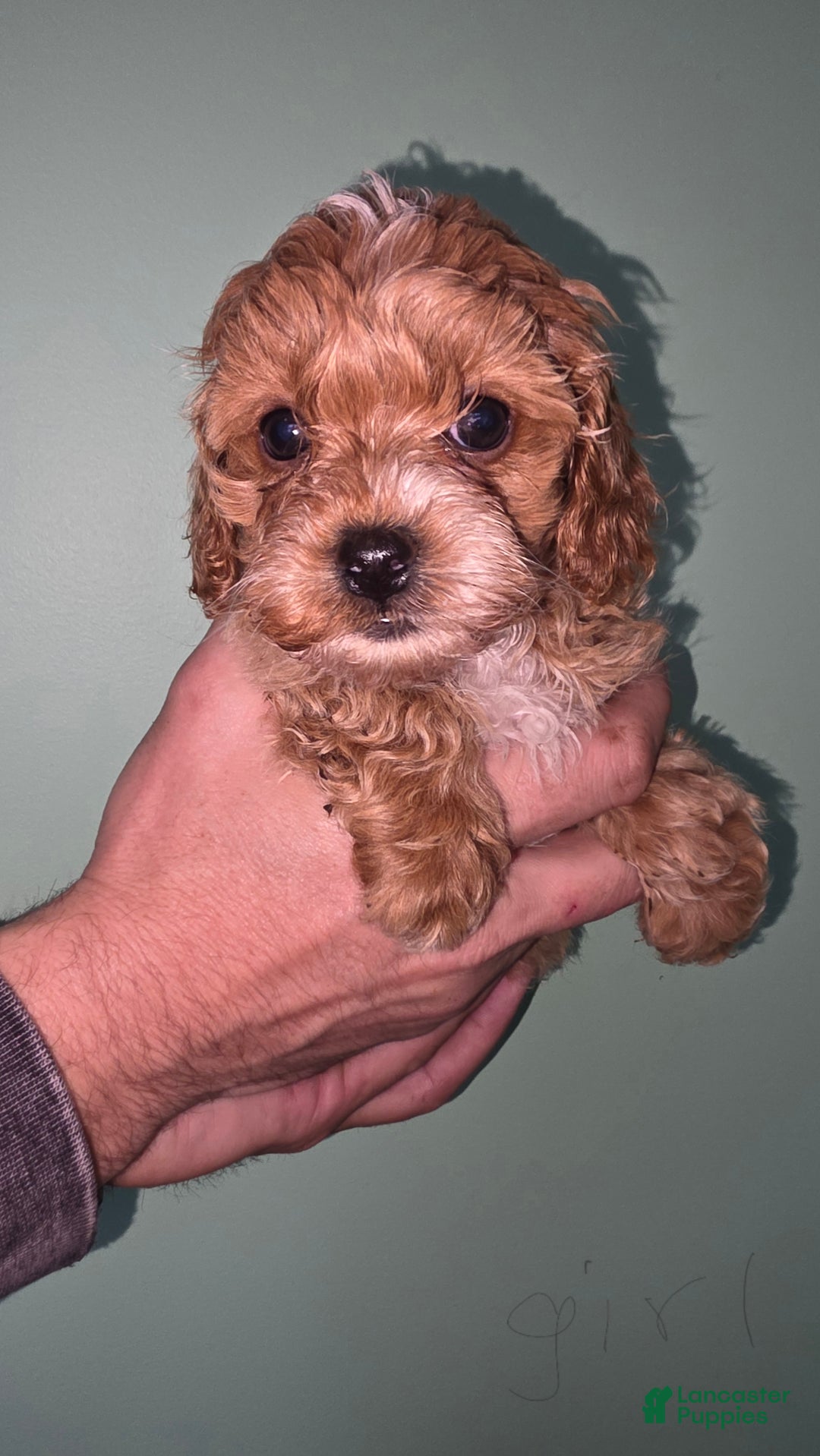 Maltipoo dogs for sale: Maltipoo Puppy 5 - Ad 3