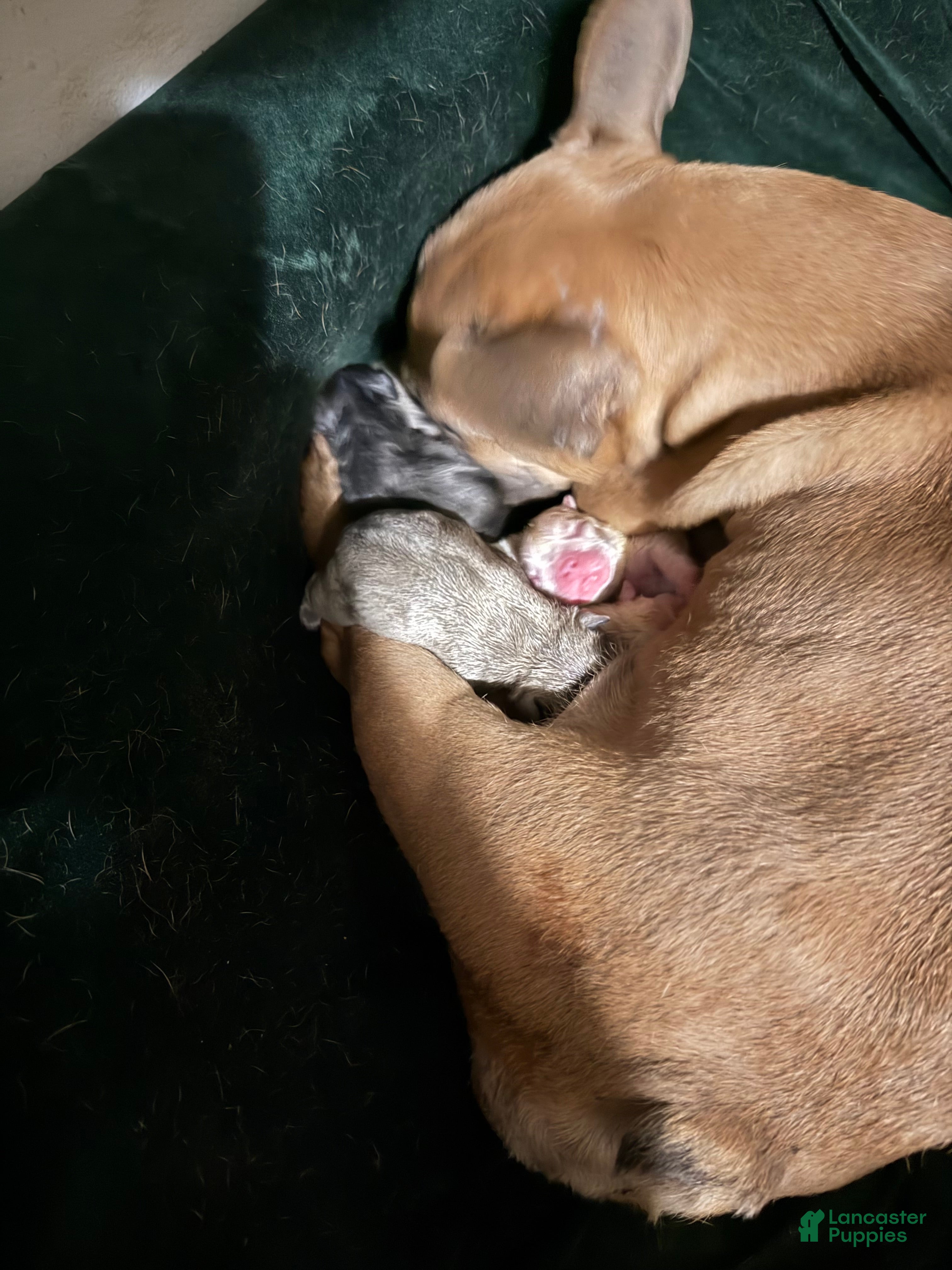 Lulu