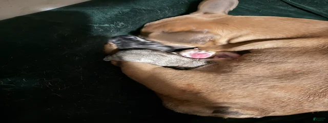 Lulu