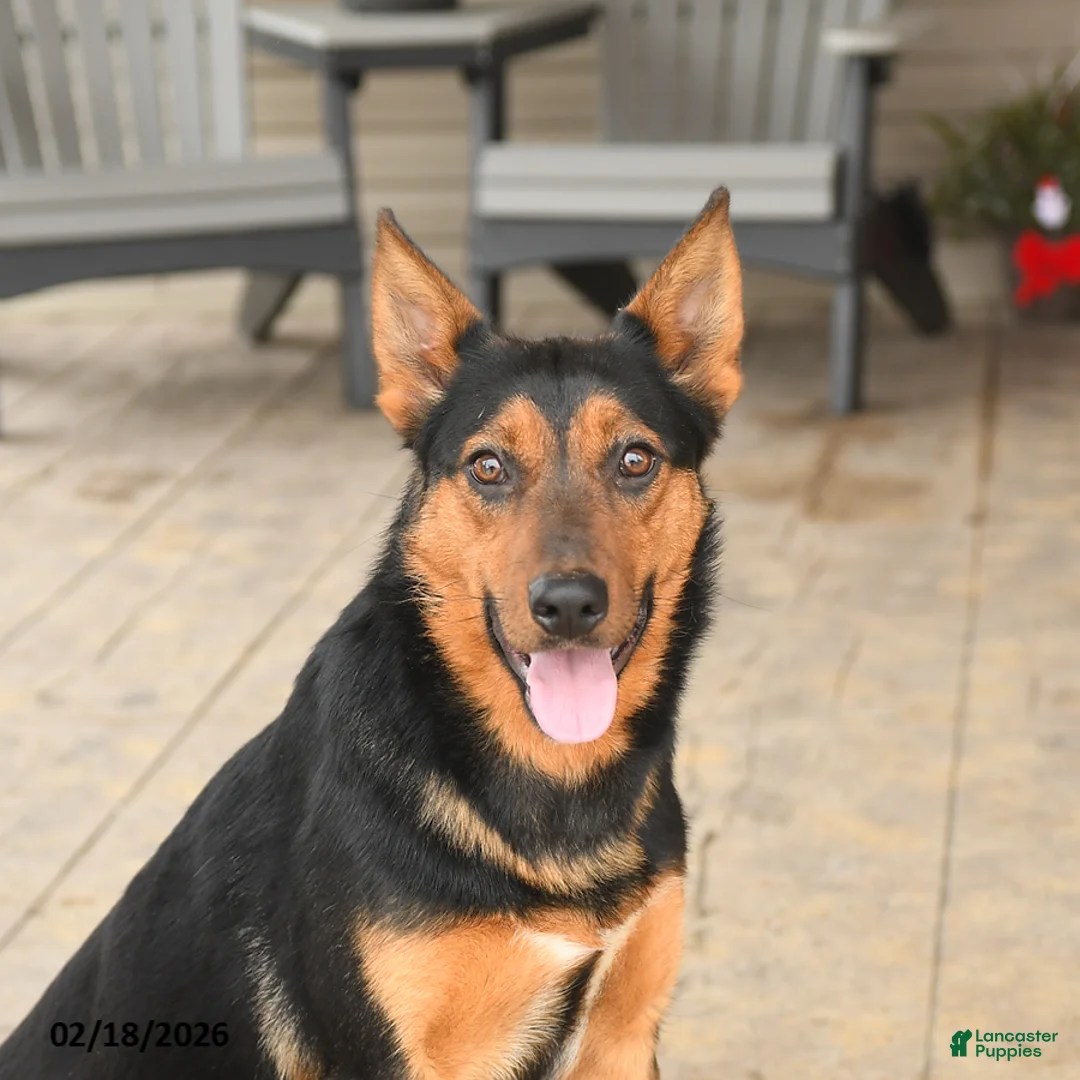 Mixed Breed dogs for sale: Cassie   - Ad 3