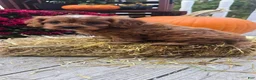 Cavapoo dogs for sale: Autumn - Ad 7
