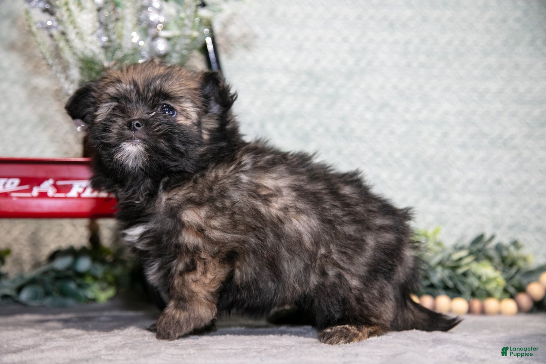 Mixed Breed dogs for sale: Gia - Ad 2