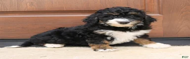 Gina 