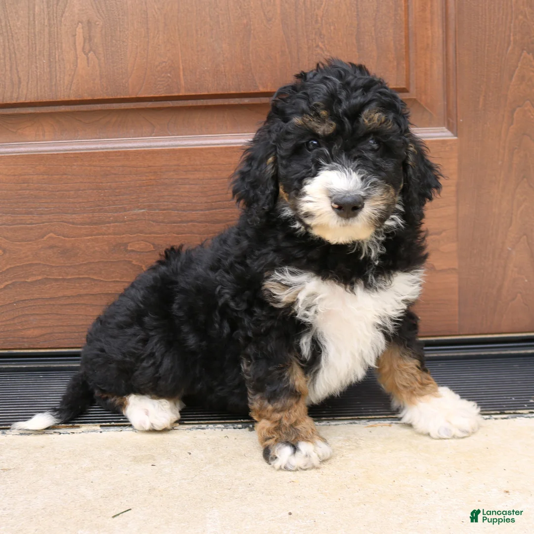 Mini Bernedoodle dogs for sale: Gina  - Ad 1
