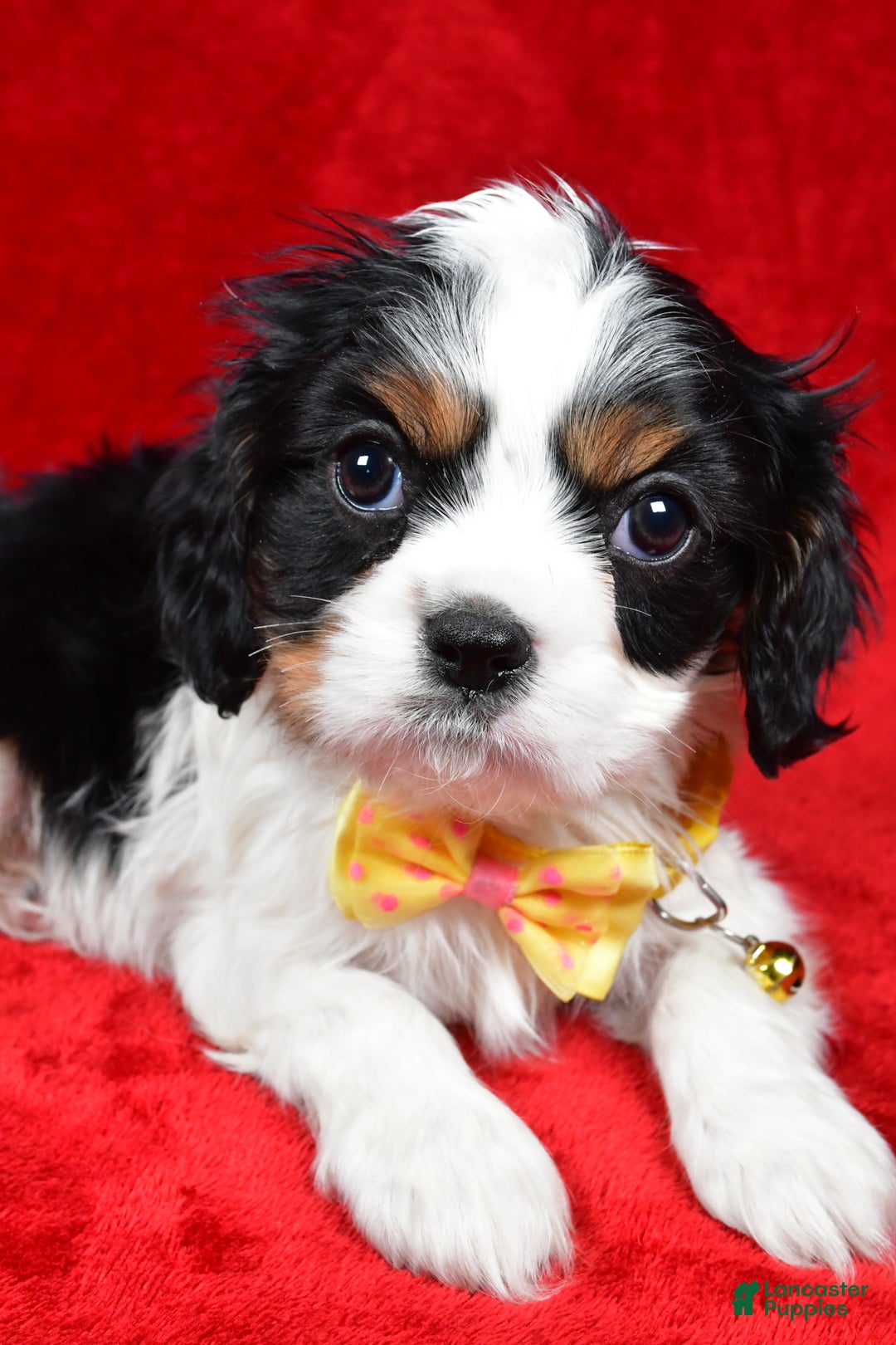 Cavalier King Charles Spaniel dogs for sale: Fritz - Ad 3