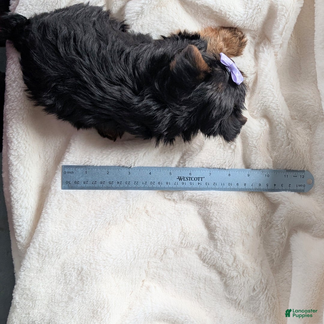 Yorkshire Terrier dogs for sale: Elsa - Ad 12