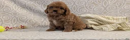 Cavapoo dogs for sale: Teddy - Ad 7