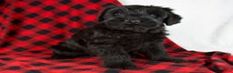 Giant Schnauzer dogs for sale: Angela - Ad 1