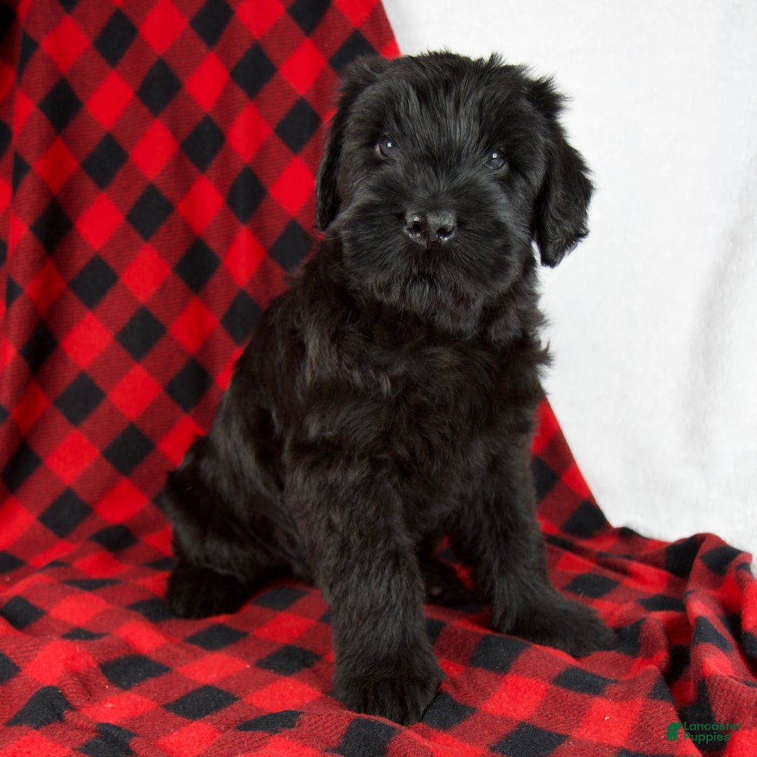 Giant Schnauzer dogs for sale: Angela - Ad 1