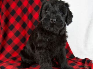 Giant Schnauzer dogs Angela - Ad 33
