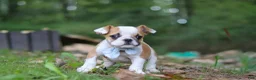 Beabull dogs for sale: Otis - Ad 7