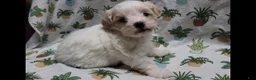 Maltipoo dogs for sale: Flint - Ad 12