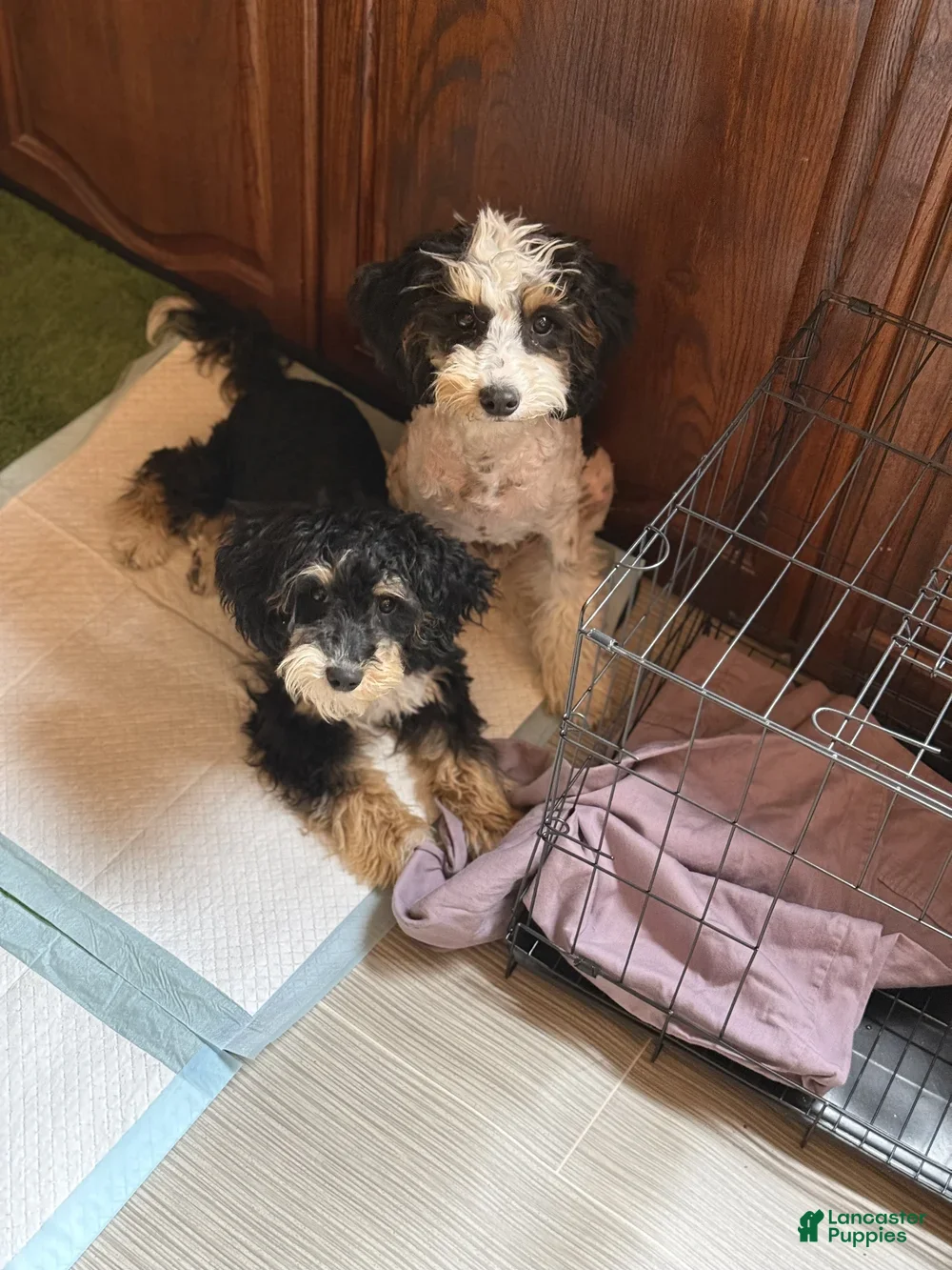 Mini Bernedoodle dogs Tucker - Ad 2