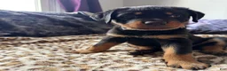 Rottweiler dogs for sale: Checkers - Ad 2