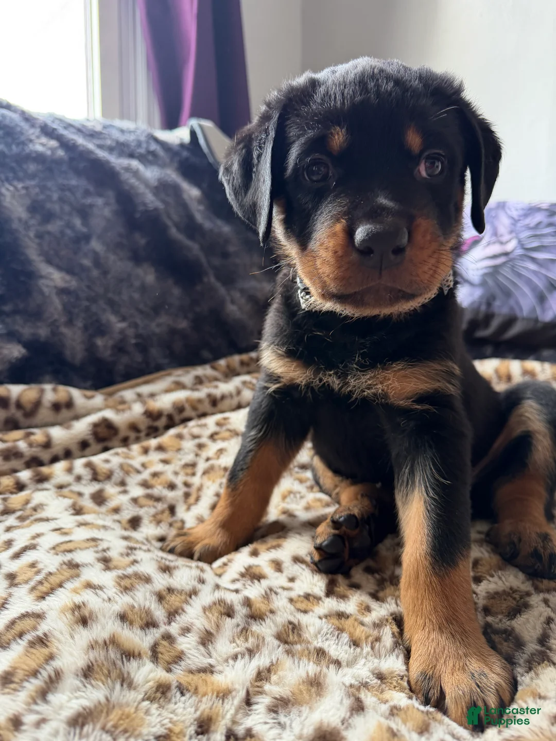 Rottweiler dogs for sale: Checkers - Ad 2