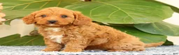 Cavapoo dogs for sale: Asher - Ad 5
