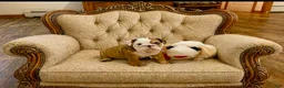 English Bulldog dogs for sale: Blue eyed Bobby - Ad 2